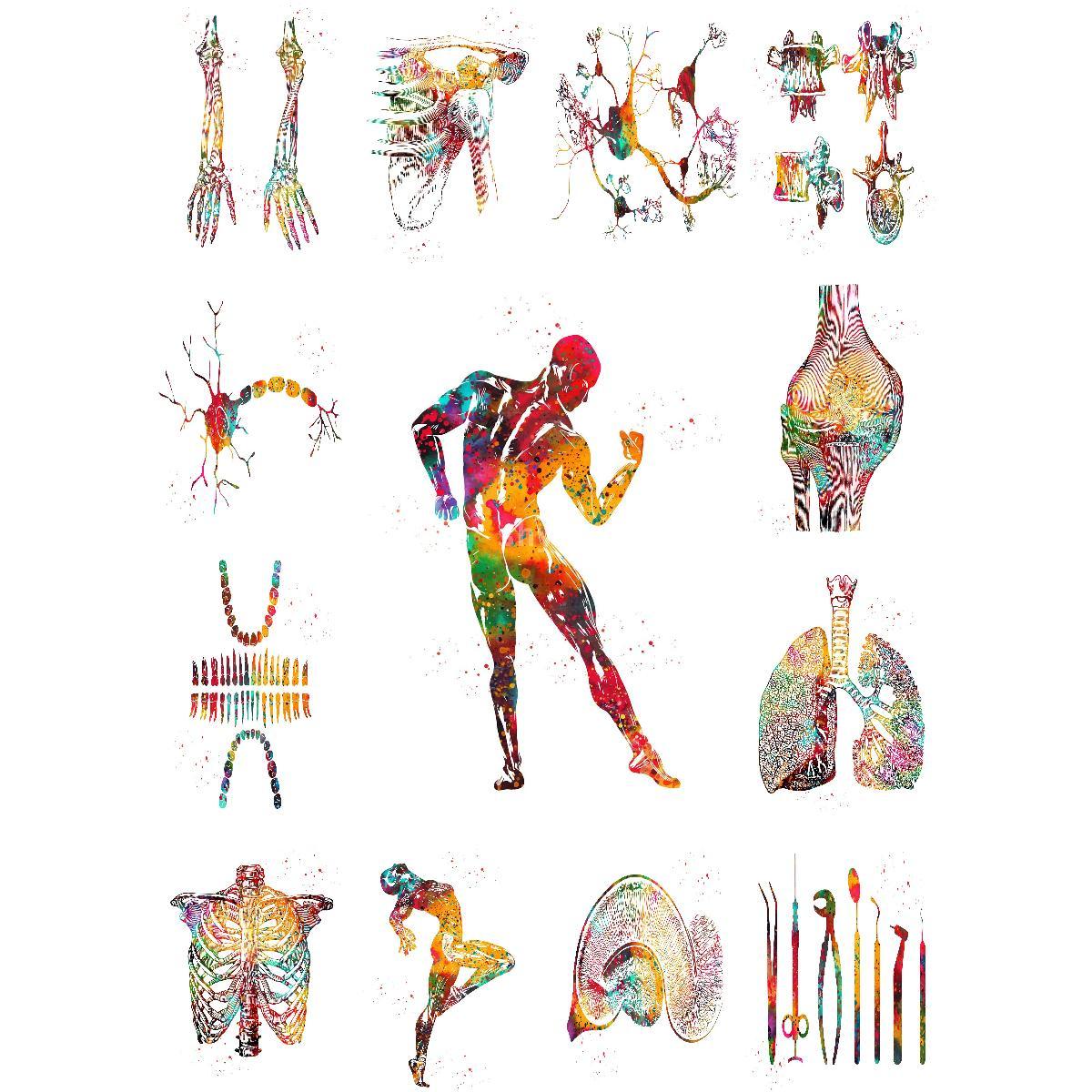 Interior Design Education - Anatomik Kas Yapısı Posteri İç Mekan